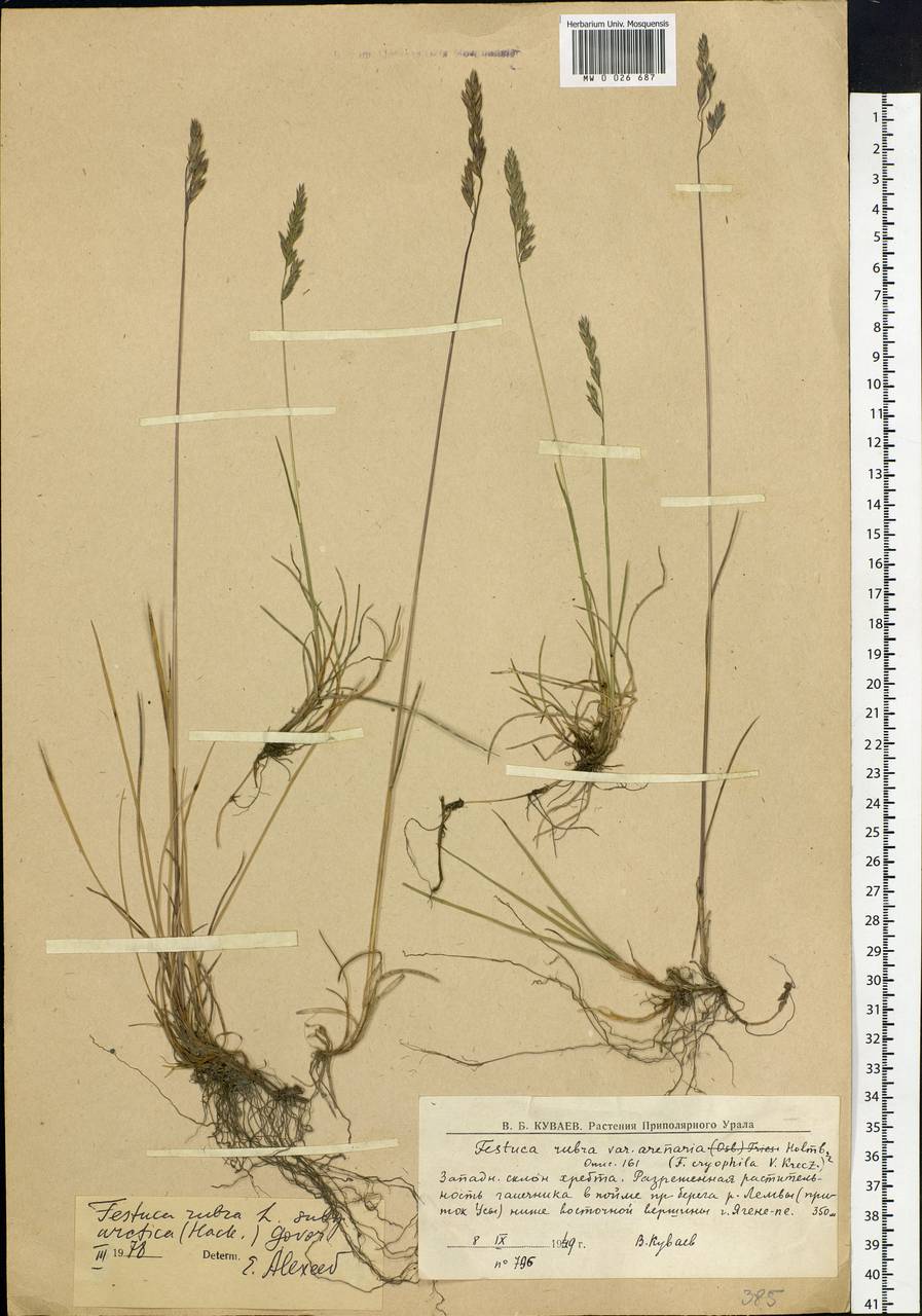 Festuca richardsonii Hook., Eastern Europe, Northern region (E1) (Russia)