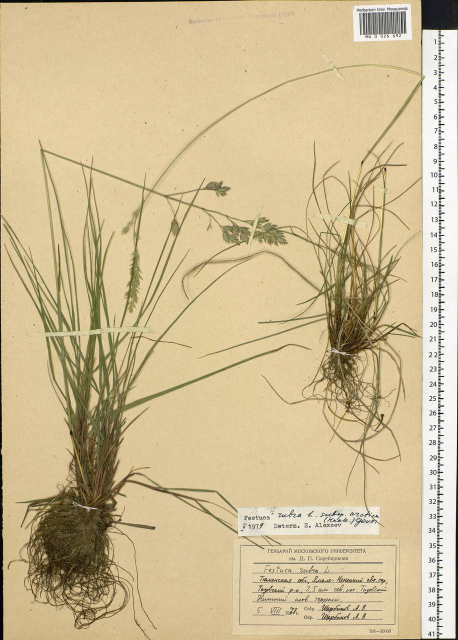 Festuca richardsonii Hook., Siberia, Western Siberia (S1) (Russia)