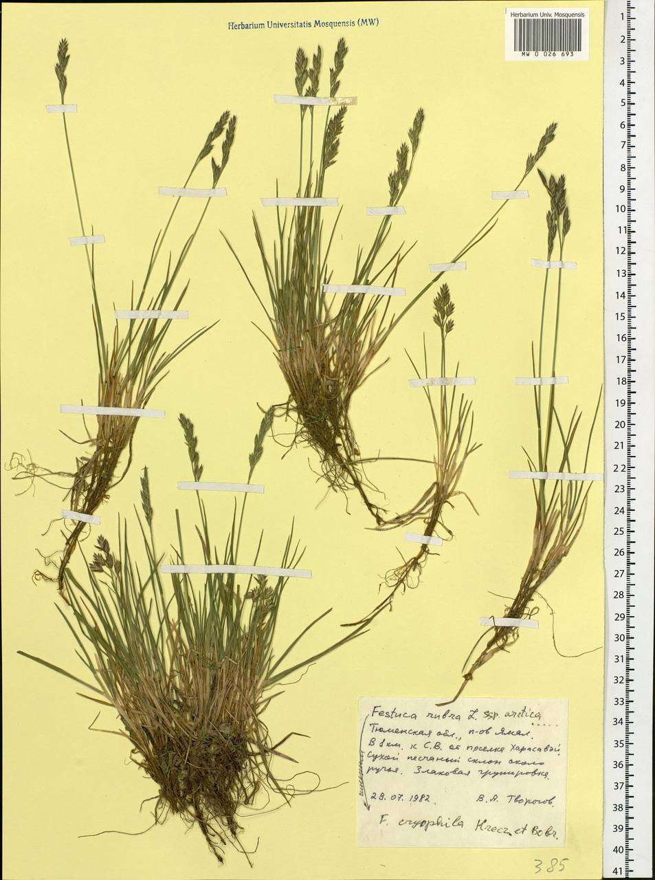 Festuca richardsonii Hook., Siberia, Western Siberia (S1) (Russia)