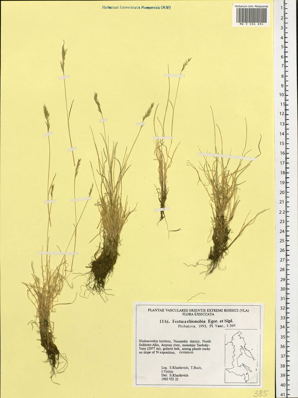 Festuca auriculata Drobow, Siberia, Russian Far East (S6) (Russia)