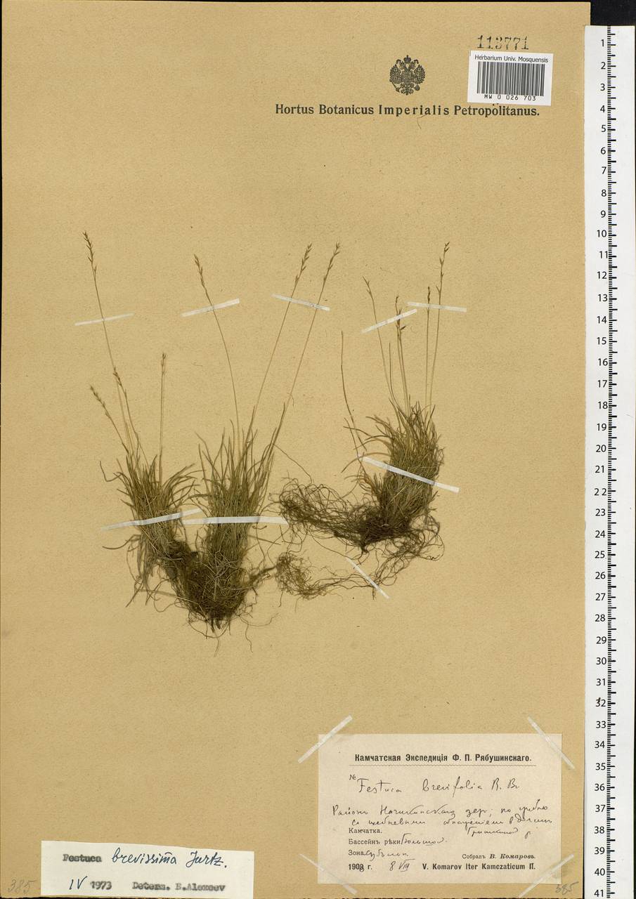 Festuca brevissima Jurtzev, Siberia, Chukotka & Kamchatka (S7) (Russia)