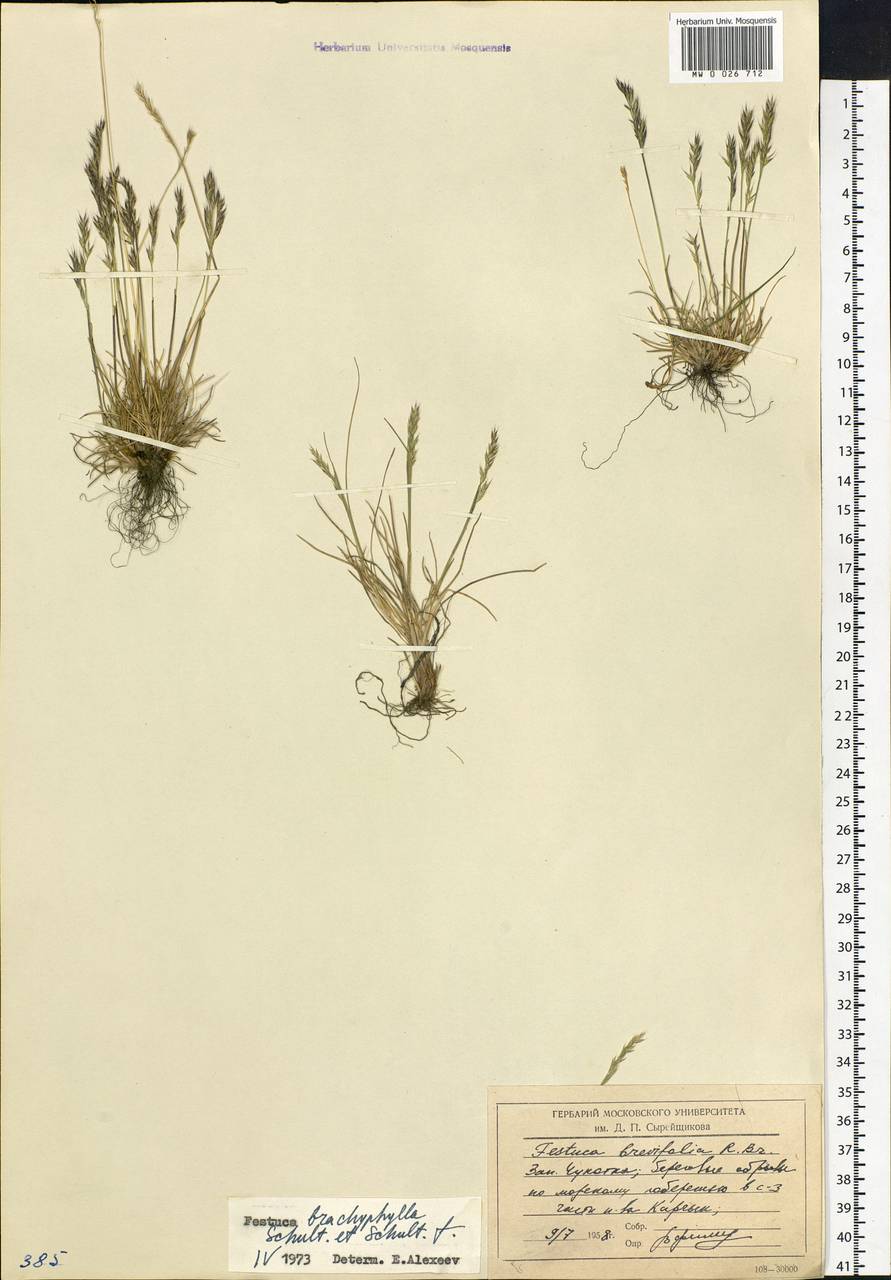 Festuca brachyphylla Schult. & Schult.f., Siberia, Chukotka & Kamchatka (S7) (Russia)
