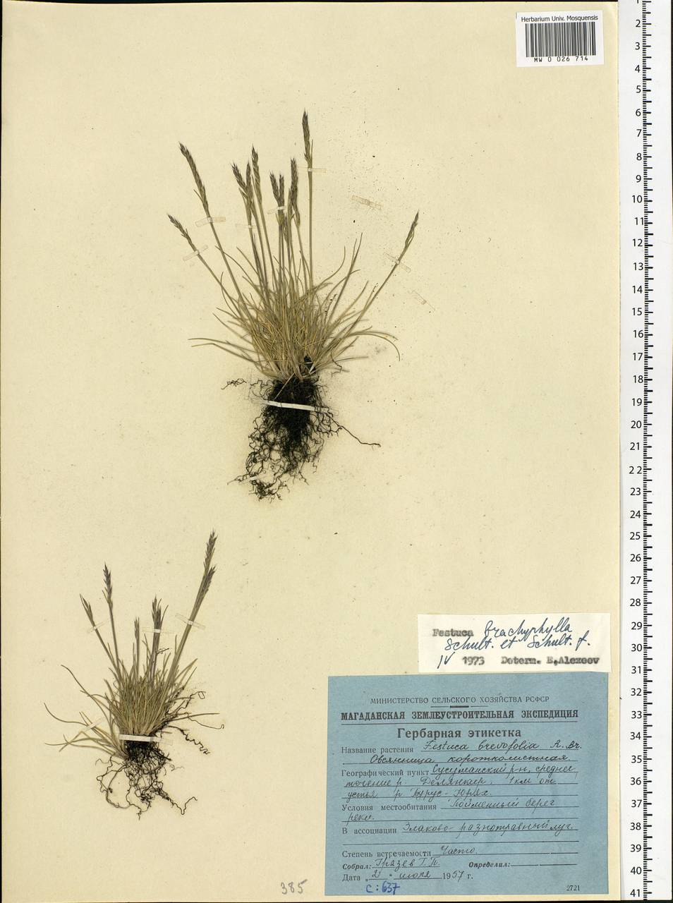 Festuca brachyphylla Schult. & Schult.f., Siberia, Chukotka & Kamchatka (S7) (Russia)
