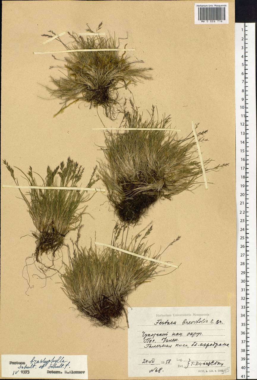 Festuca brachyphylla Schult. & Schult.f., Siberia, Chukotka & Kamchatka (S7) (Russia)
