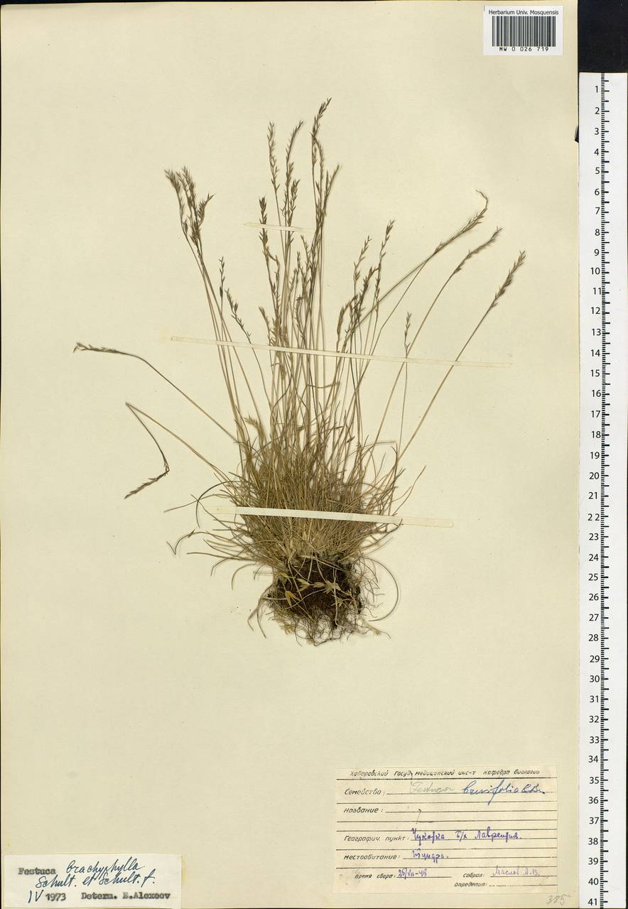 Festuca brachyphylla Schult. & Schult.f., Siberia, Chukotka & Kamchatka (S7) (Russia)