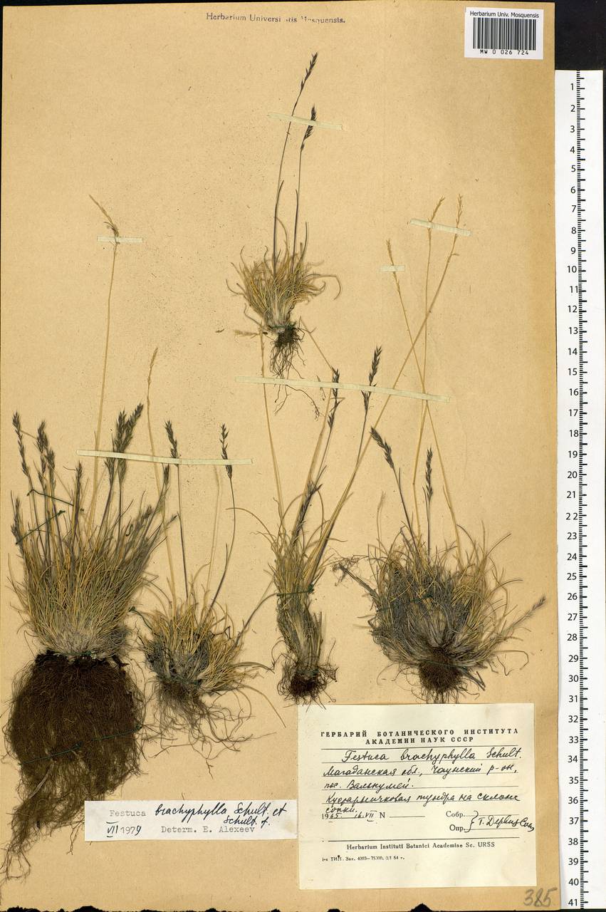 Festuca brachyphylla Schult. & Schult.f., Siberia, Chukotka & Kamchatka (S7) (Russia)