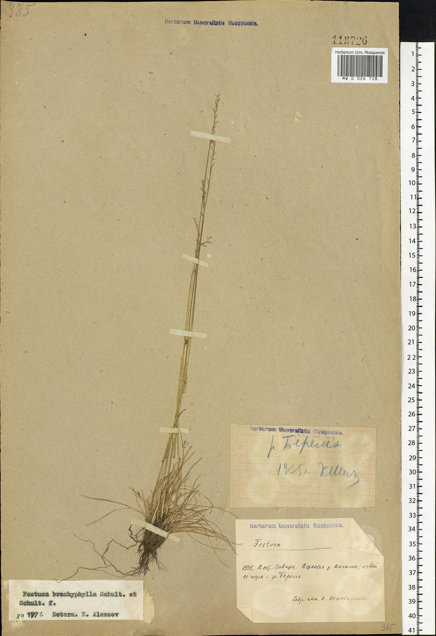 Festuca brachyphylla Schult. & Schult.f., Siberia, Chukotka & Kamchatka (S7) (Russia)