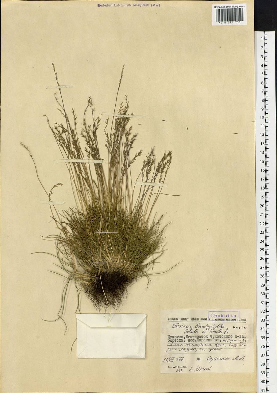Festuca brachyphylla Schult. & Schult.f., Siberia, Chukotka & Kamchatka (S7) (Russia)