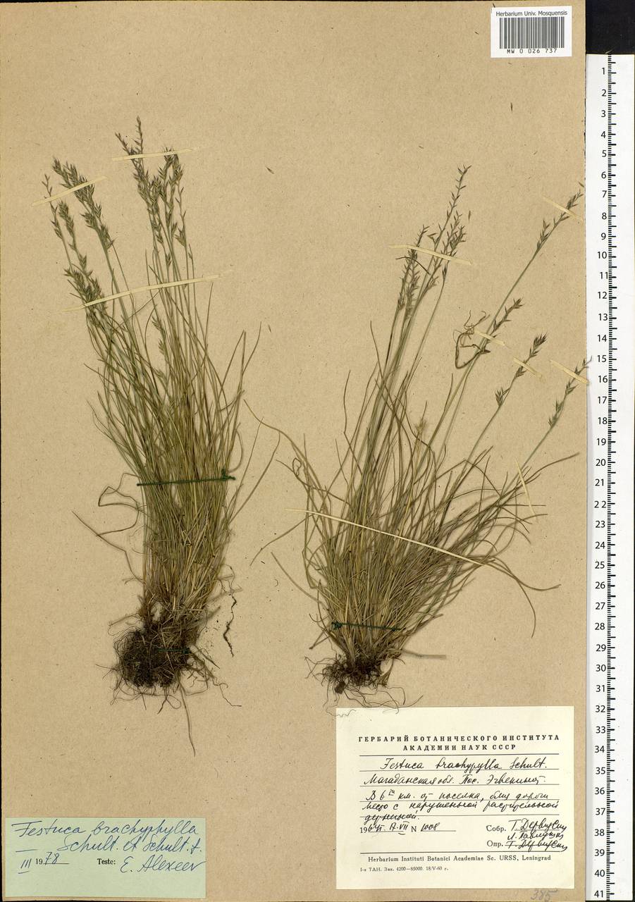 Festuca brachyphylla Schult. & Schult.f., Siberia, Chukotka & Kamchatka (S7) (Russia)