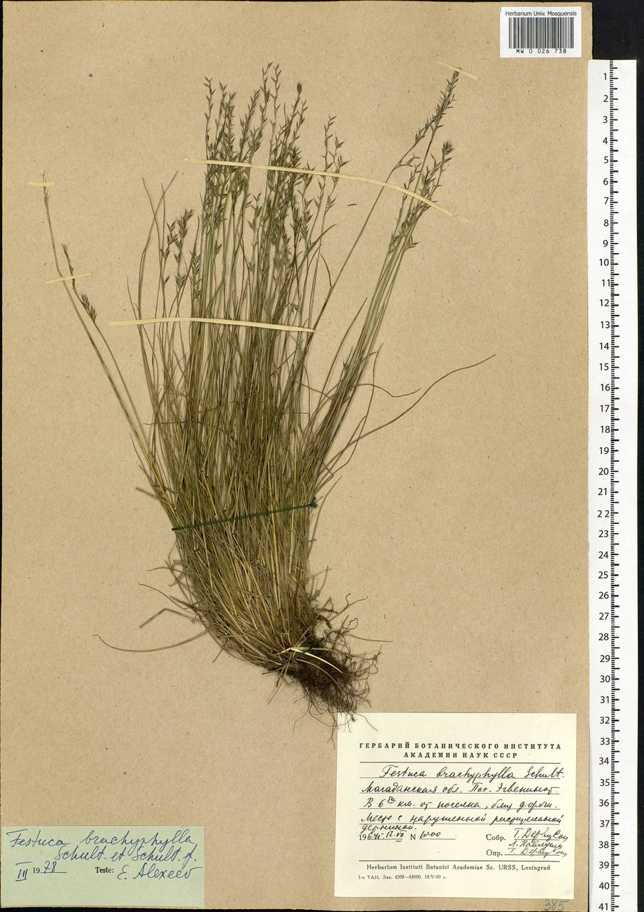 Festuca brachyphylla Schult. & Schult.f., Siberia, Chukotka & Kamchatka (S7) (Russia)