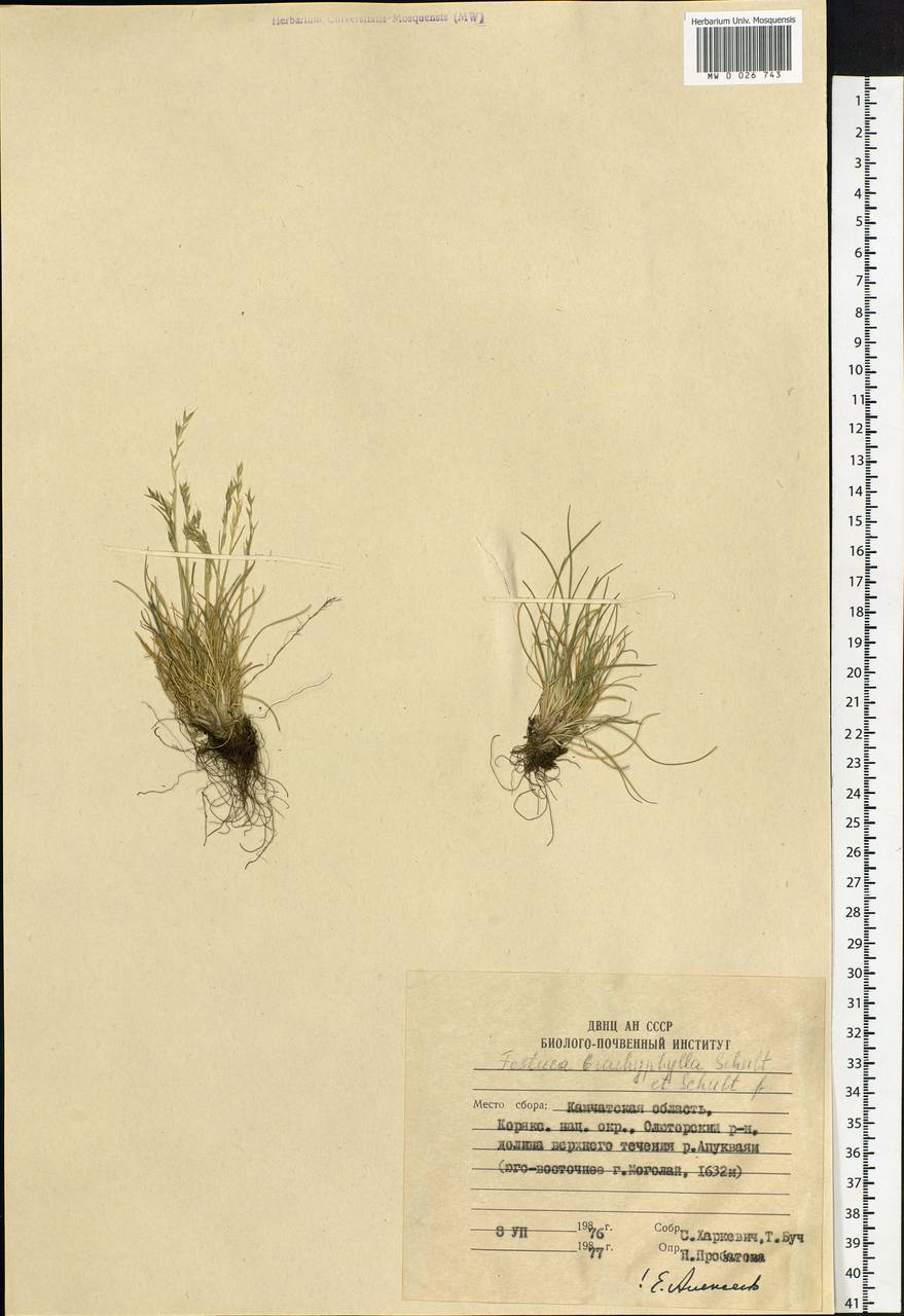 Festuca brachyphylla Schult. & Schult.f., Siberia, Chukotka & Kamchatka (S7) (Russia)