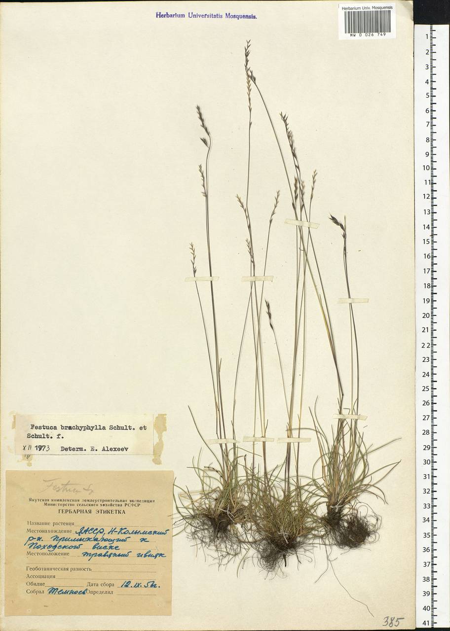 Festuca brachyphylla Schult. & Schult.f., Siberia, Yakutia (S5) (Russia)
