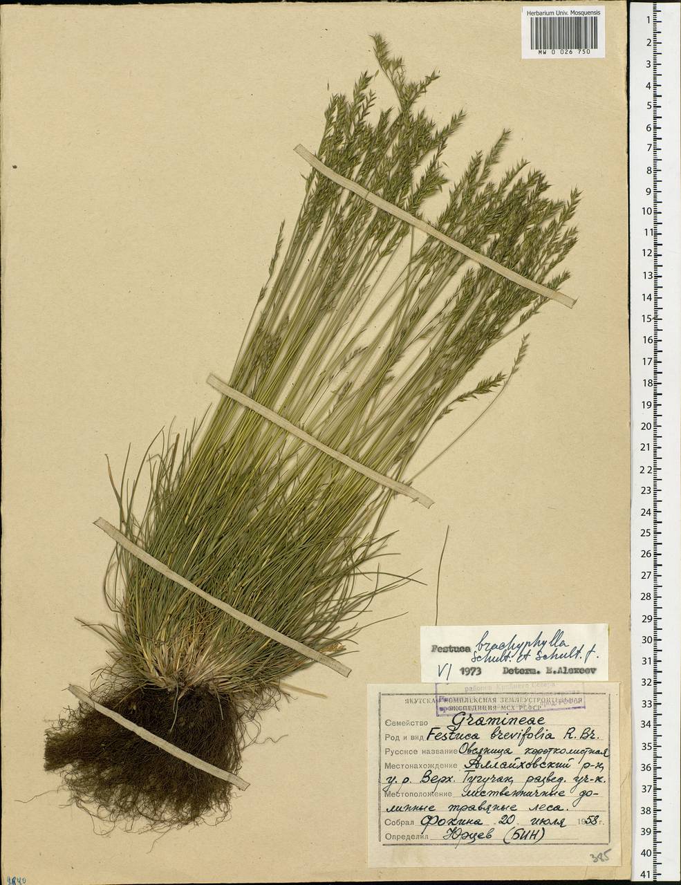 Festuca brachyphylla Schult. & Schult.f., Siberia, Yakutia (S5) (Russia)