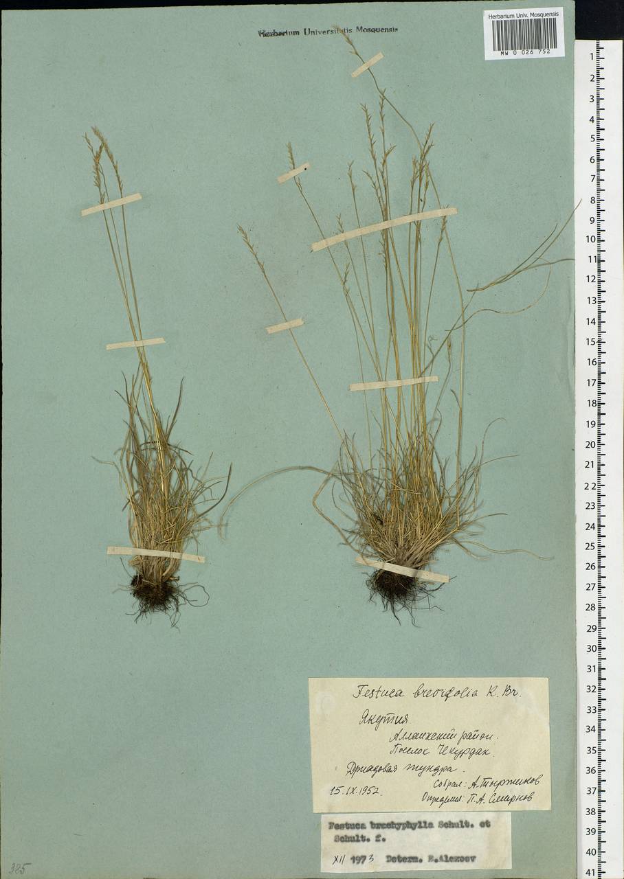 Festuca brachyphylla Schult. & Schult.f., Siberia, Yakutia (S5) (Russia)