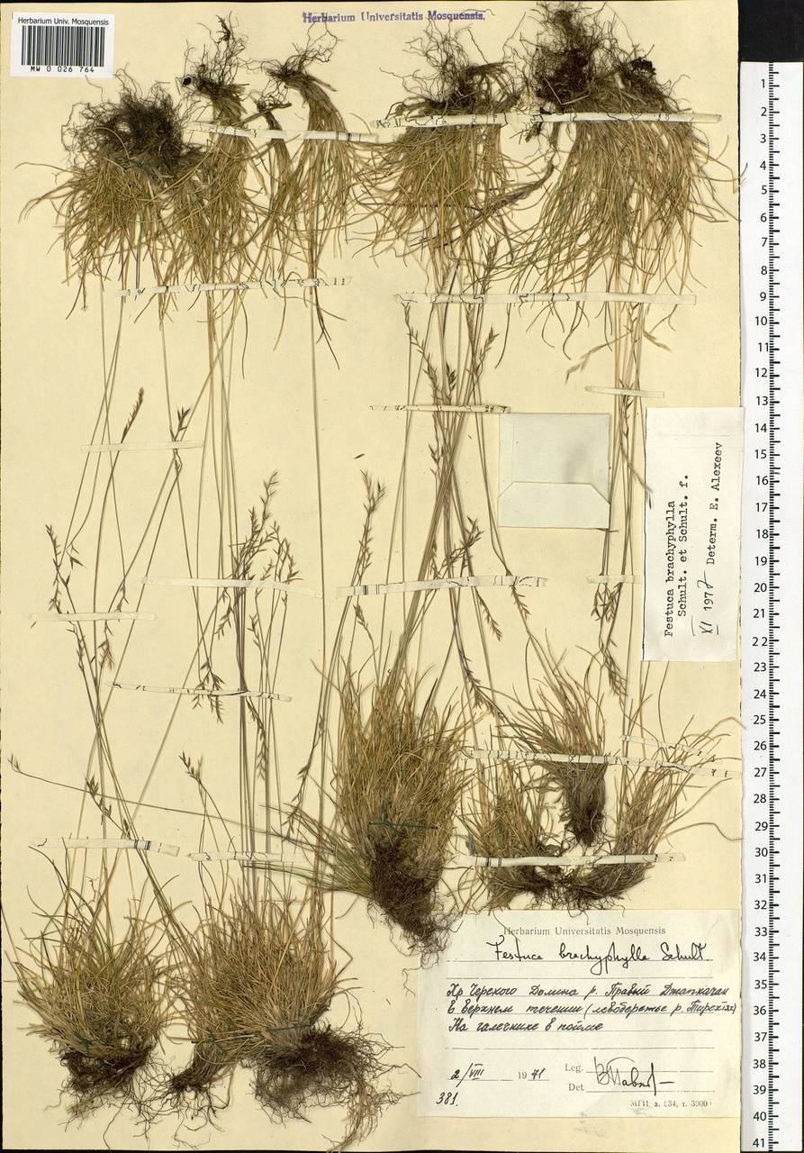 Festuca brachyphylla Schult. & Schult.f., Siberia, Yakutia (S5) (Russia)