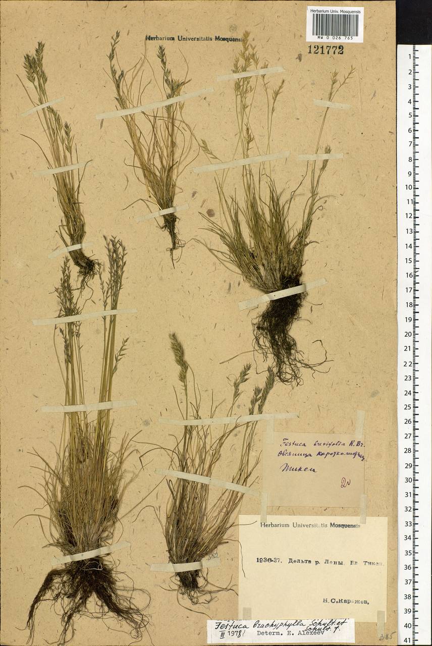 Festuca brachyphylla Schult. & Schult.f., Siberia, Yakutia (S5) (Russia)