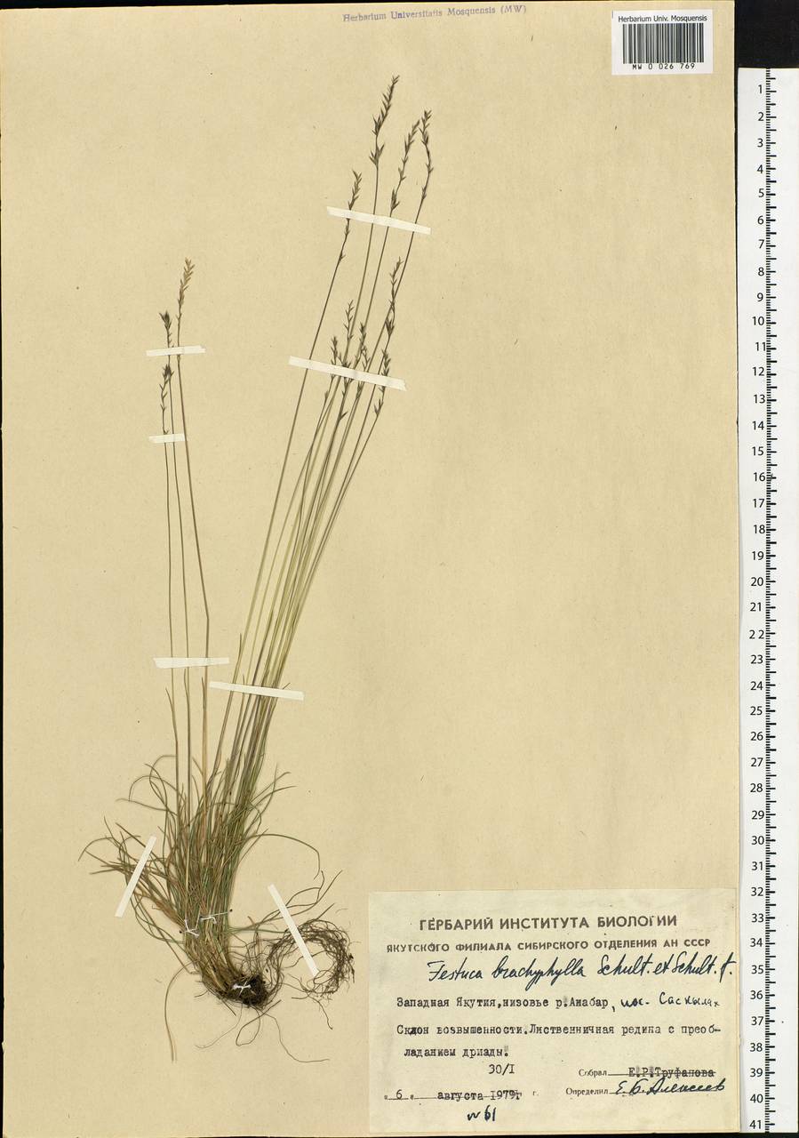 Festuca brachyphylla Schult. & Schult.f., Siberia, Yakutia (S5) (Russia)