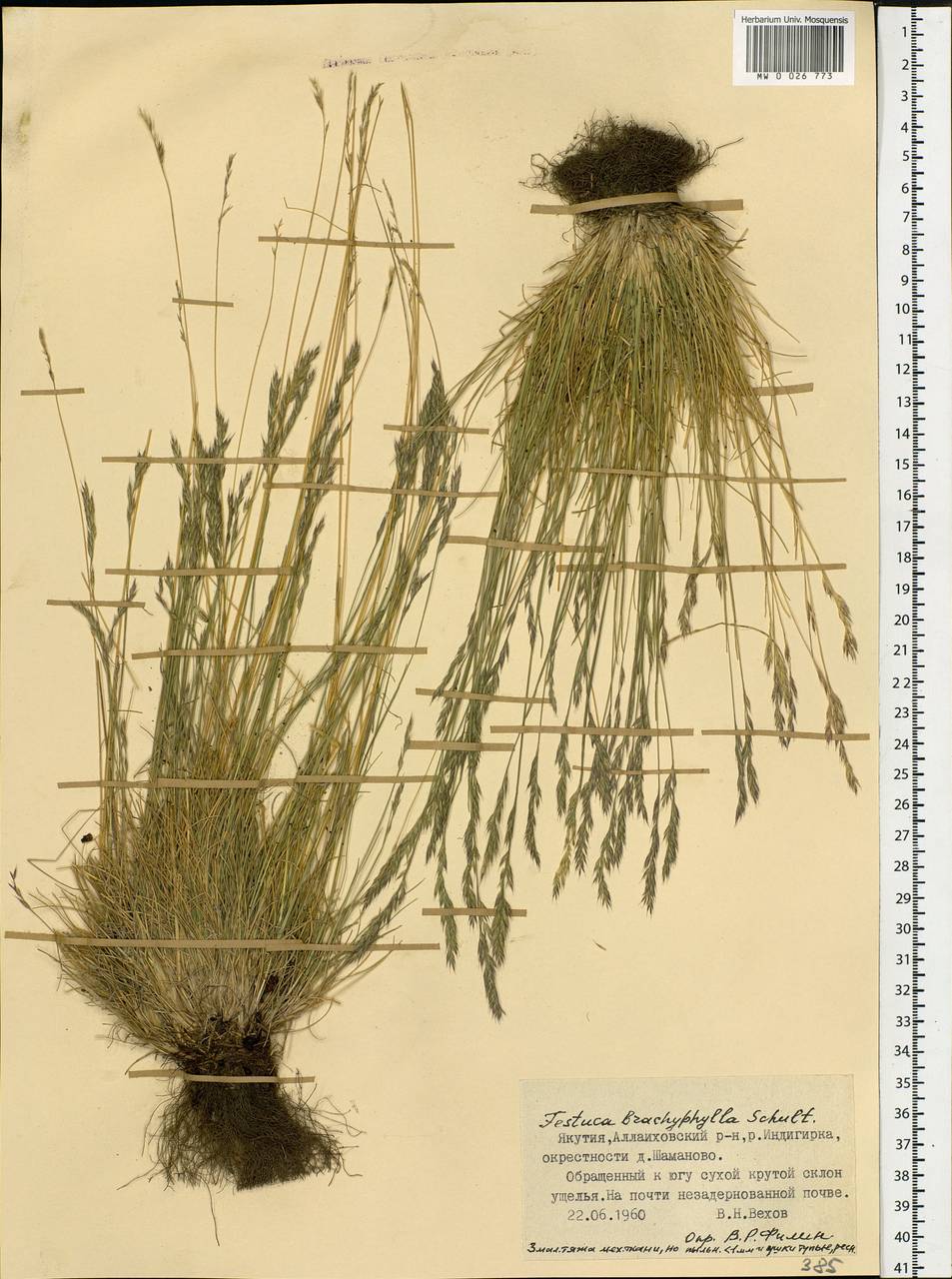 Festuca brachyphylla Schult. & Schult.f., Siberia, Yakutia (S5) (Russia)