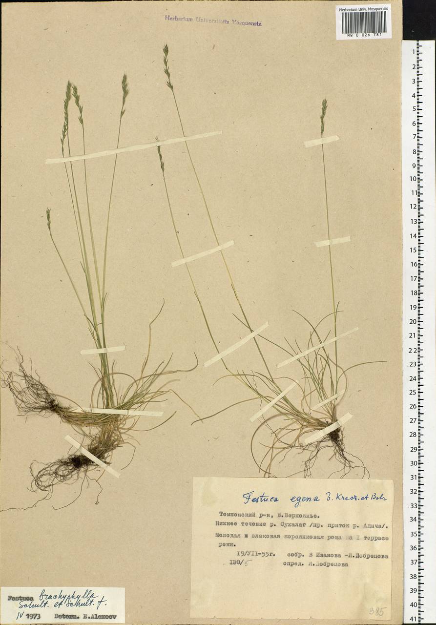 Festuca brachyphylla Schult. & Schult.f., Siberia, Yakutia (S5) (Russia)