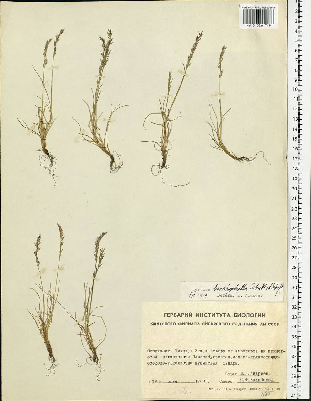 Festuca brachyphylla Schult. & Schult.f., Siberia, Yakutia (S5) (Russia)