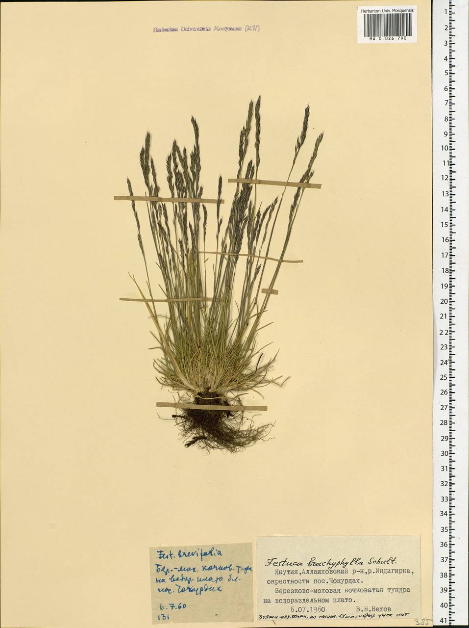 Festuca brachyphylla Schult. & Schult.f., Siberia, Yakutia (S5) (Russia)