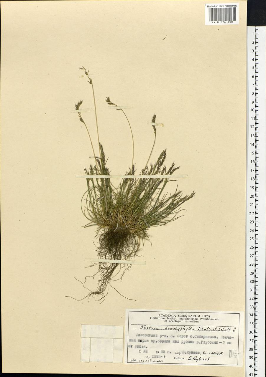 Festuca brachyphylla Schult. & Schult.f., Siberia, Central Siberia (S3) (Russia)
