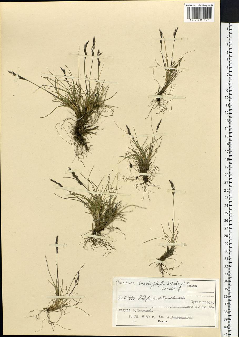 Festuca brachyphylla Schult. & Schult.f., Siberia, Central Siberia (S3) (Russia)