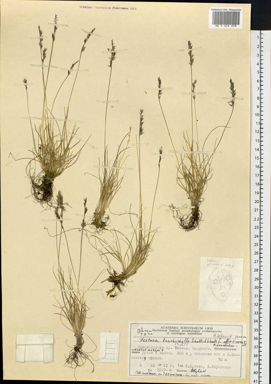 Festuca brachyphylla Schult. & Schult.f., Siberia, Central Siberia (S3) (Russia)