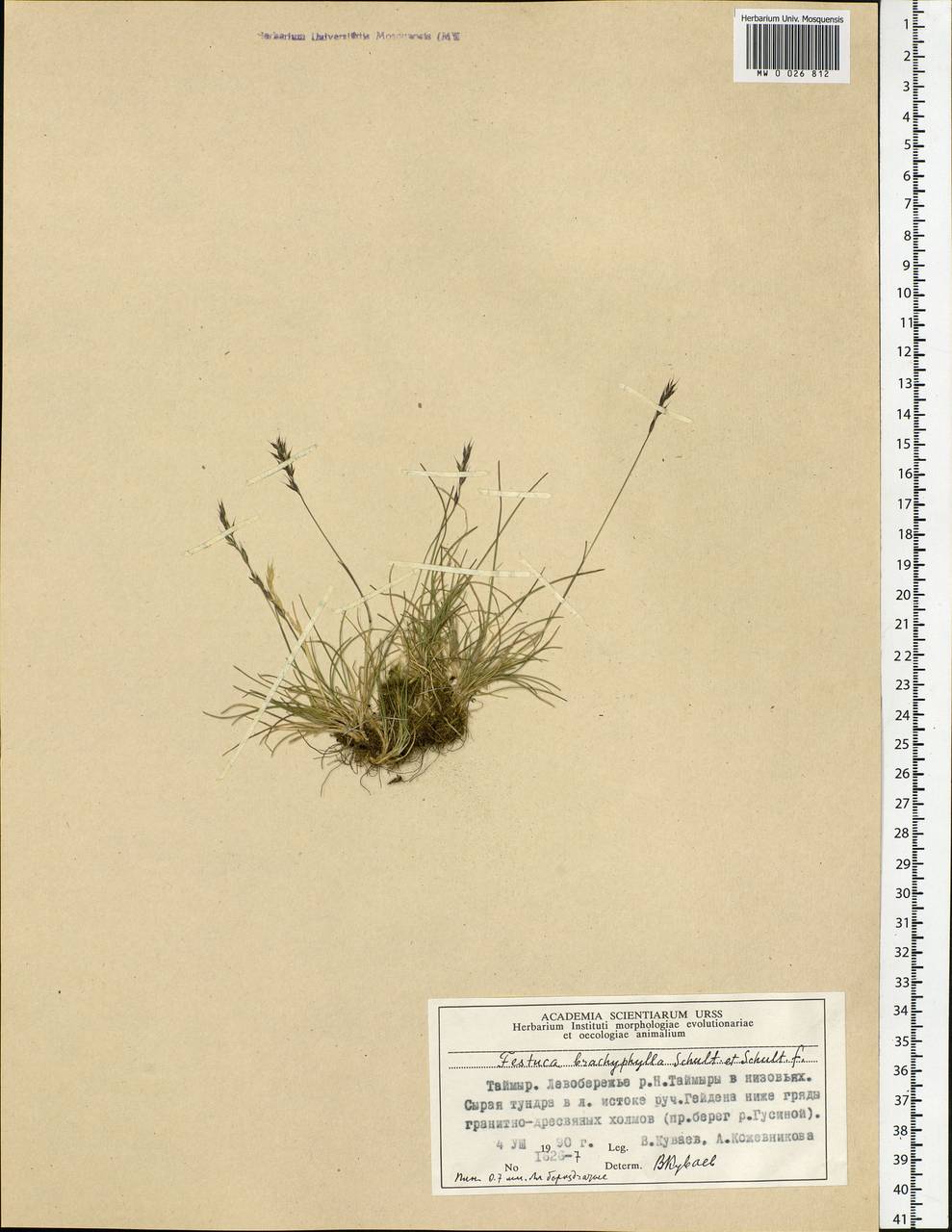 Festuca brachyphylla Schult. & Schult.f., Siberia, Central Siberia (S3) (Russia)