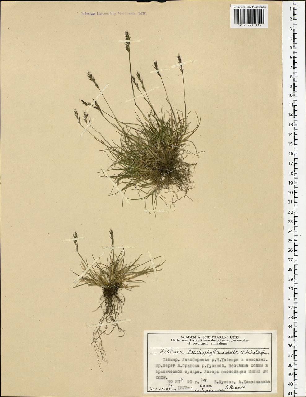 Festuca brachyphylla Schult. & Schult.f., Siberia, Central Siberia (S3) (Russia)