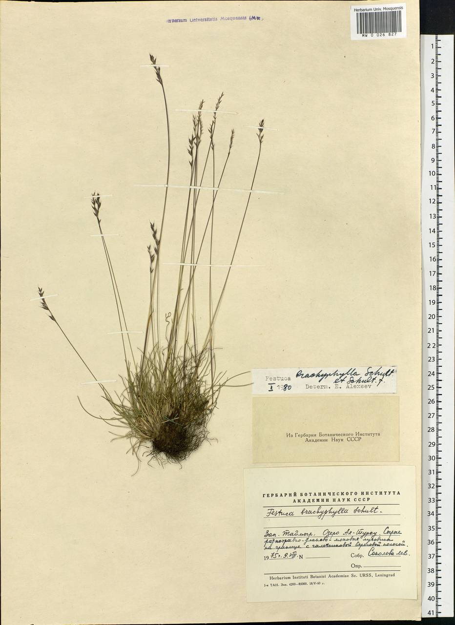 Festuca brachyphylla Schult. & Schult.f., Siberia, Central Siberia (S3) (Russia)