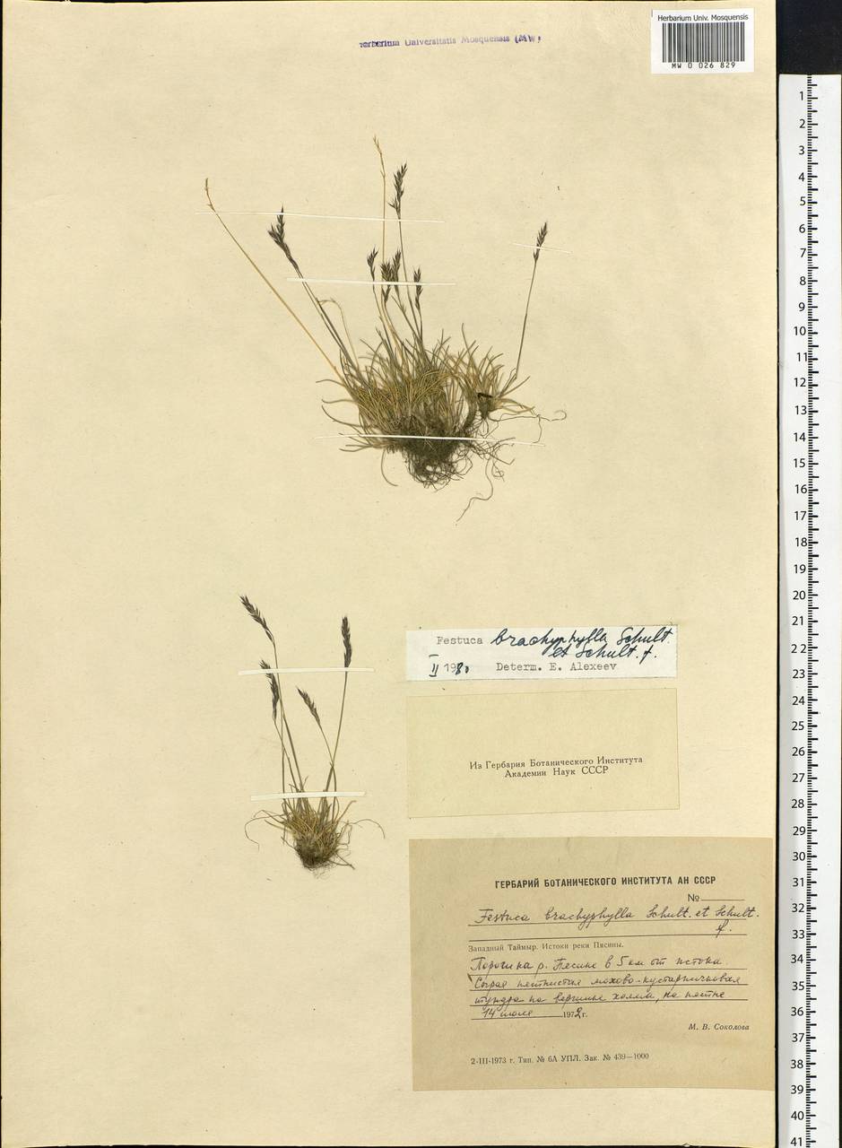 Festuca brachyphylla Schult. & Schult.f., Siberia, Central Siberia (S3) (Russia)