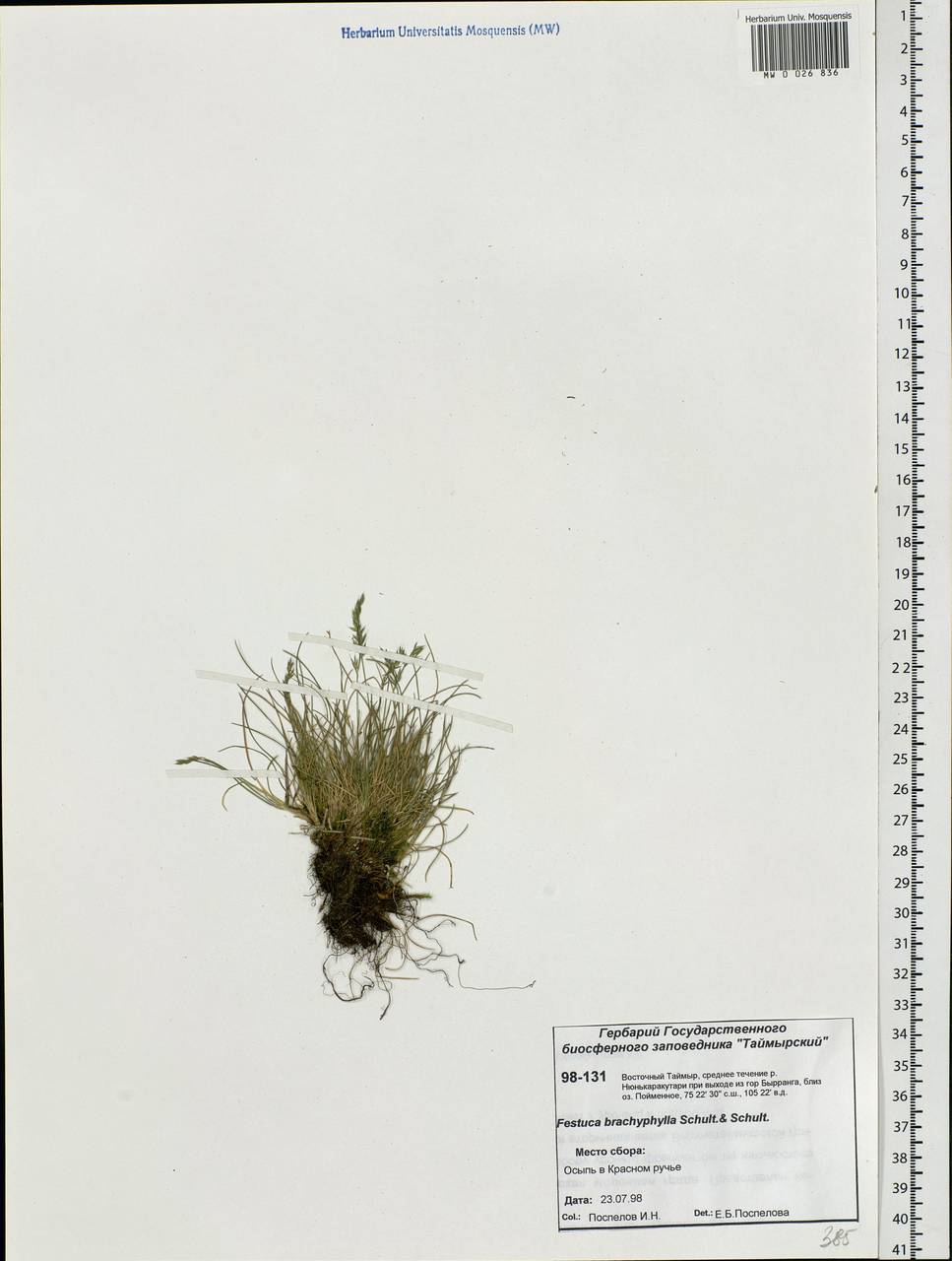 Festuca brachyphylla Schult. & Schult.f., Siberia, Central Siberia (S3) (Russia)