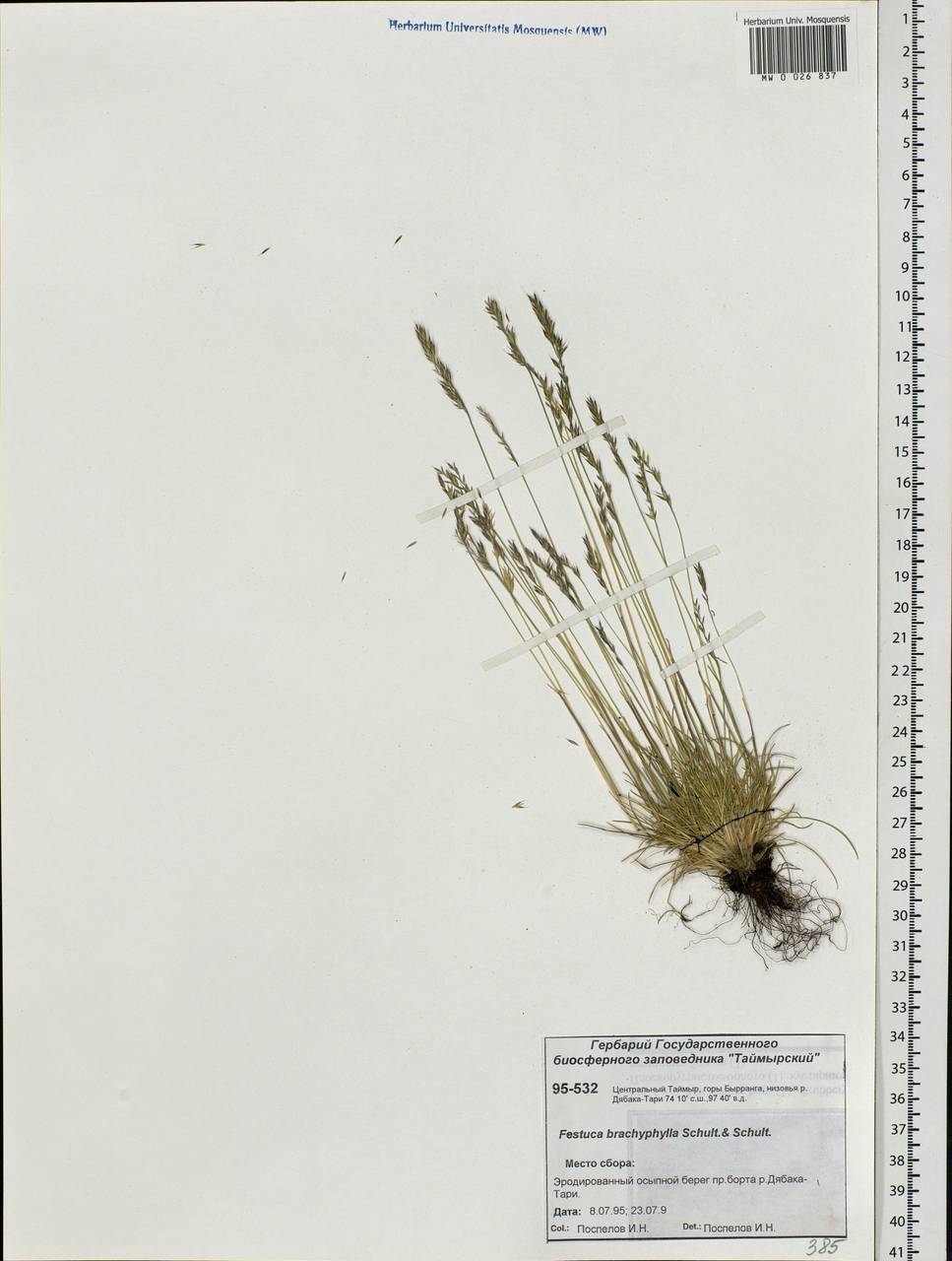 Festuca brachyphylla Schult. & Schult.f., Siberia, Central Siberia (S3) (Russia)