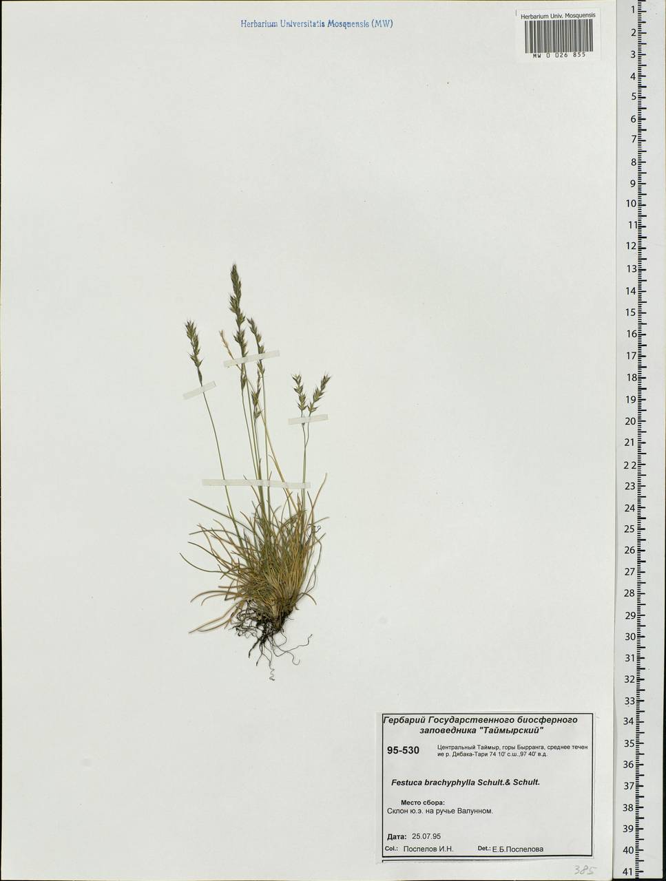 Festuca brachyphylla Schult. & Schult.f., Siberia, Central Siberia (S3) (Russia)