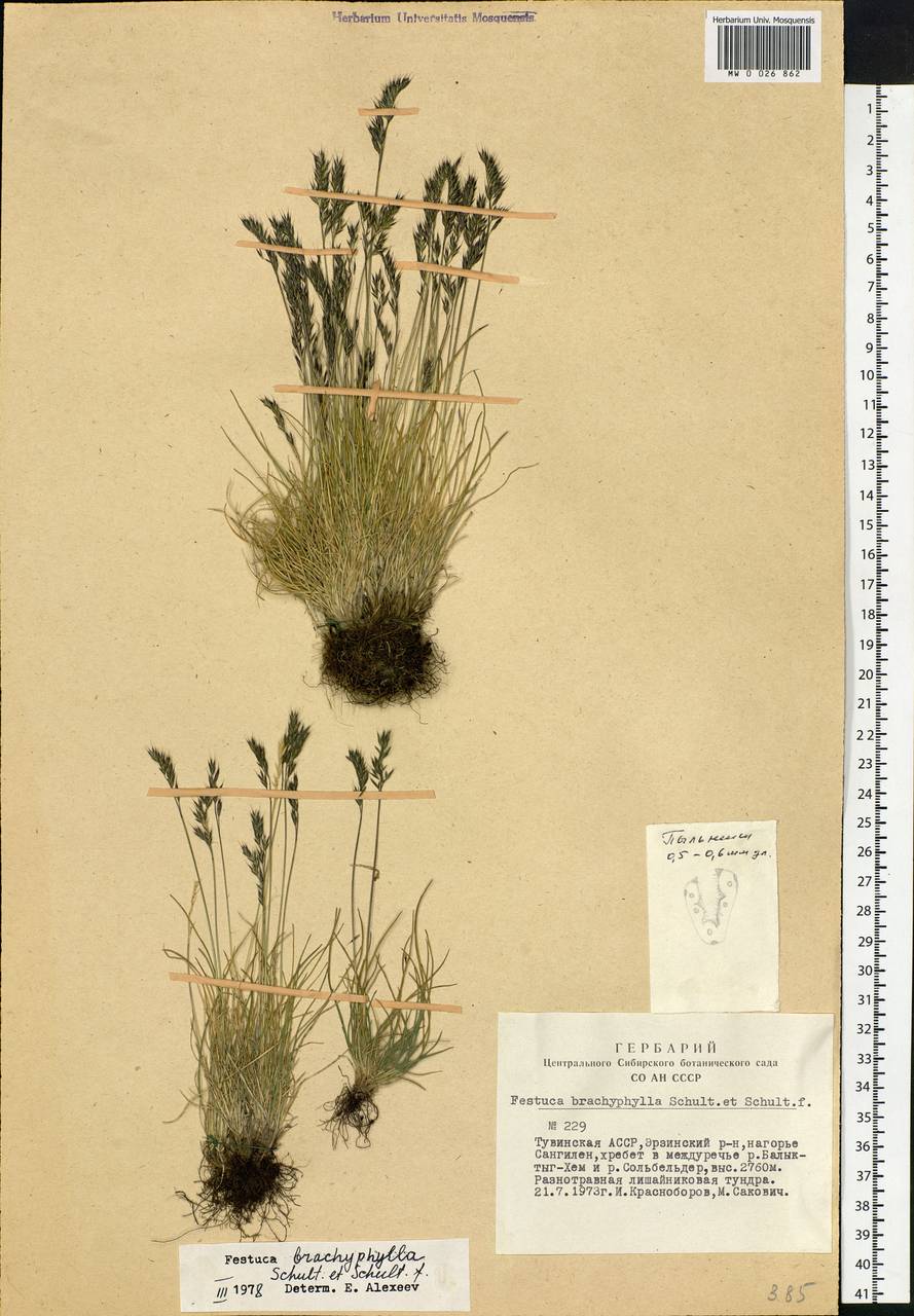 Festuca brachyphylla Schult. & Schult.f., Siberia, Altai & Sayany Mountains (S2) (Russia)