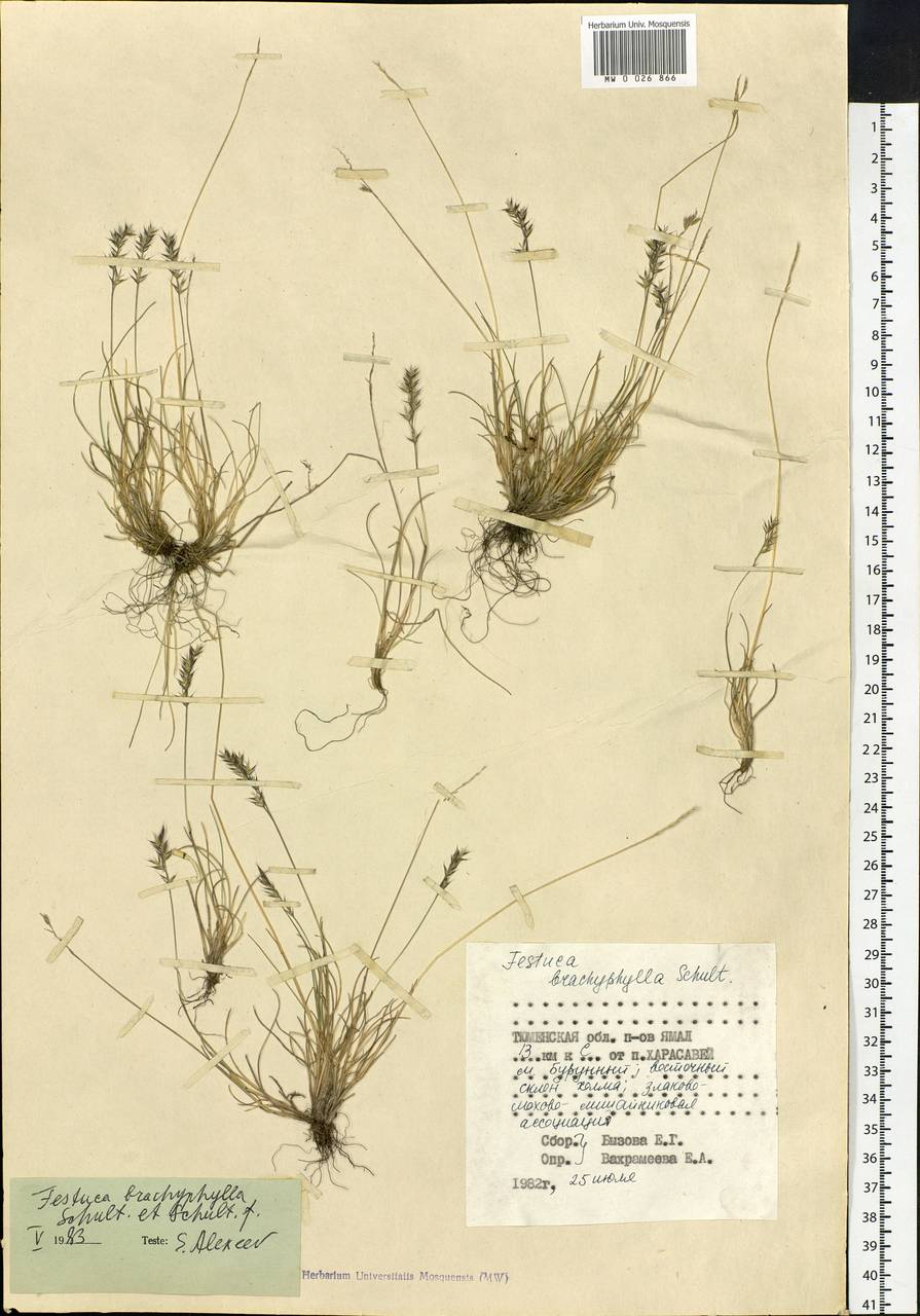 Festuca brachyphylla Schult. & Schult.f., Siberia, Western Siberia (S1) (Russia)