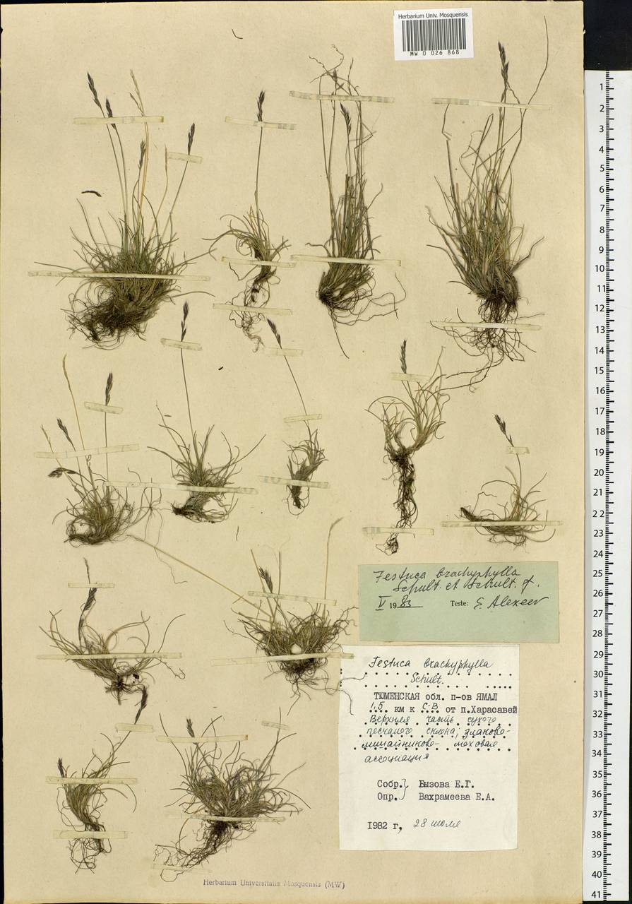 Festuca brachyphylla Schult. & Schult.f., Siberia, Western Siberia (S1) (Russia)