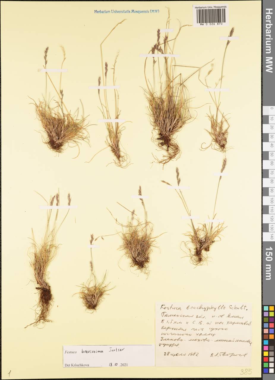 Festuca brevissima Jurtzev, Siberia, Western Siberia (S1) (Russia)