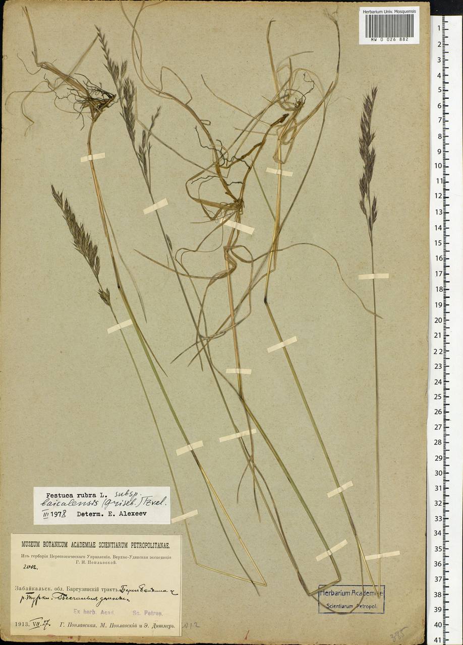 Festuca rubra L., Siberia, Baikal & Transbaikal region (S4) (Russia)