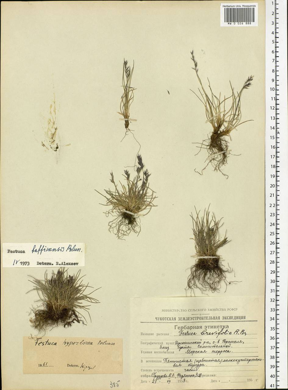 Festuca baffinensis Polunin, Siberia, Chukotka & Kamchatka (S7) (Russia)