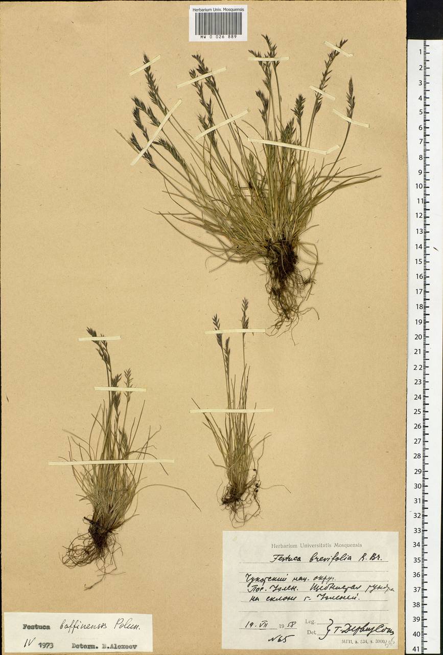 Festuca baffinensis Polunin, Siberia, Chukotka & Kamchatka (S7) (Russia)