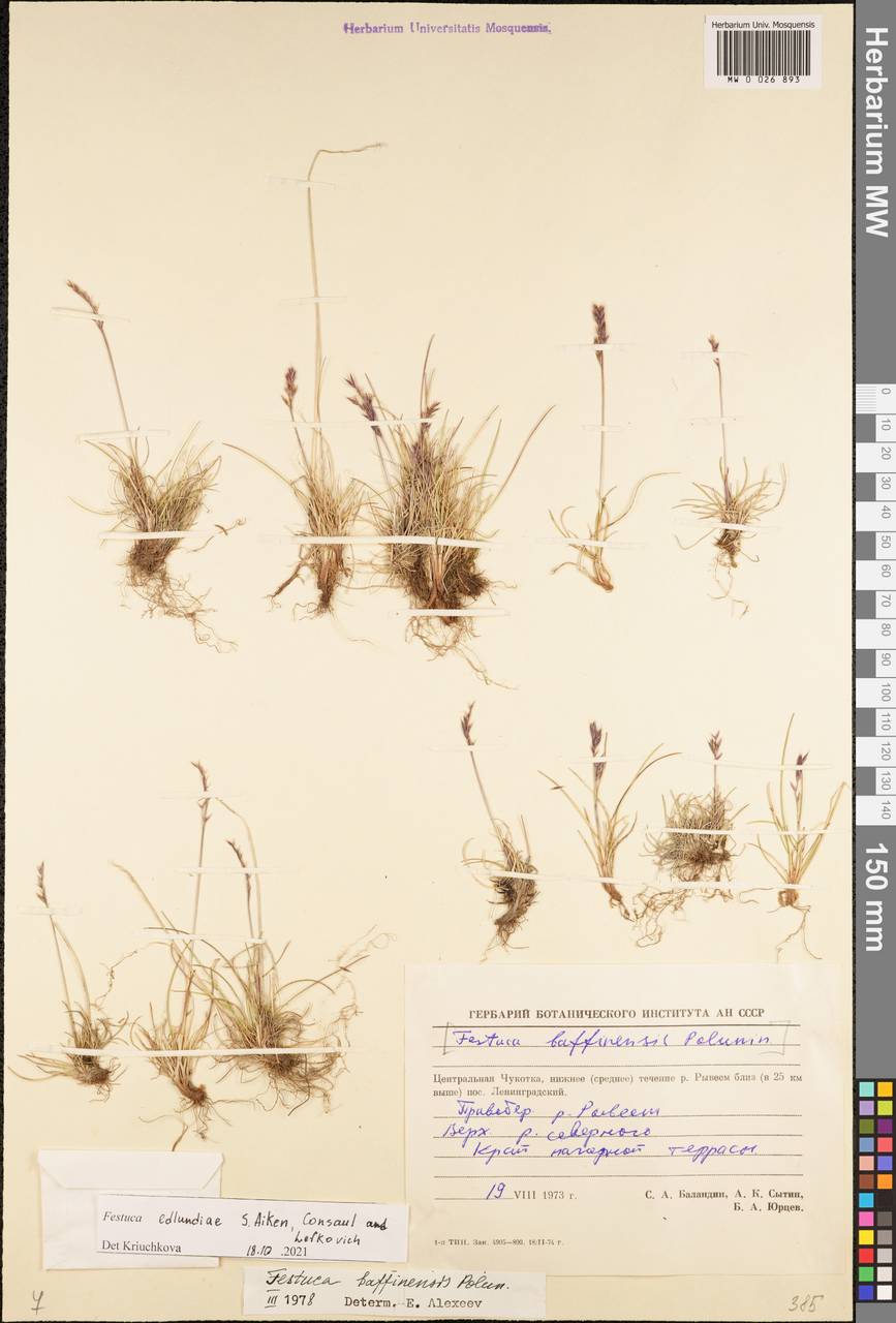 Festuca edlundiae S.G.Aiken, Consaul & Lefk., Siberia, Chukotka & Kamchatka (S7) (Russia)