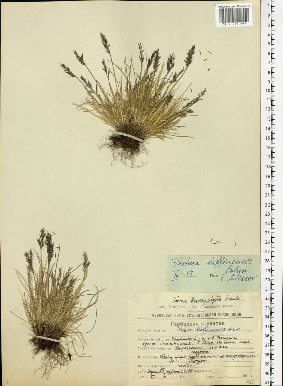 Festuca baffinensis Polunin, Siberia, Chukotka & Kamchatka (S7) (Russia)