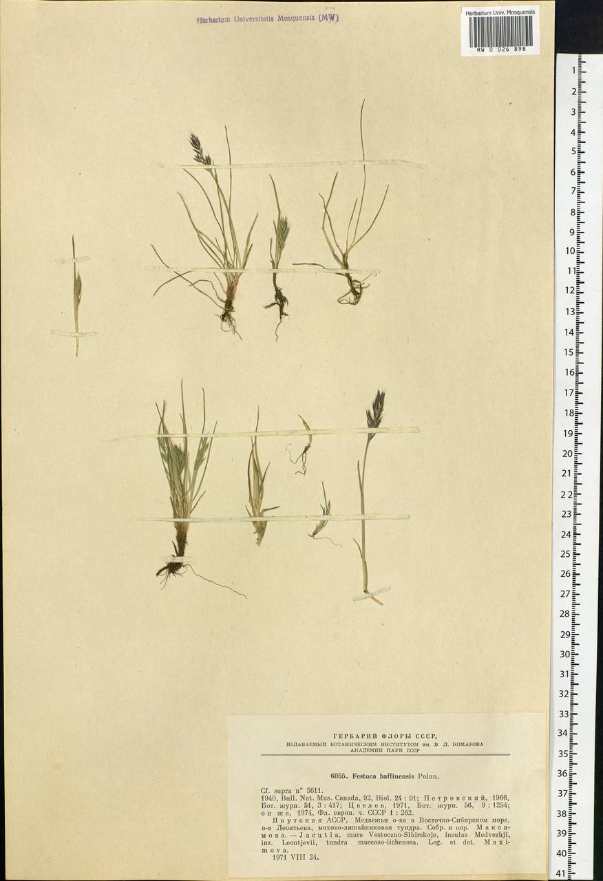 Festuca baffinensis Polunin, Siberia, Yakutia (S5) (Russia)