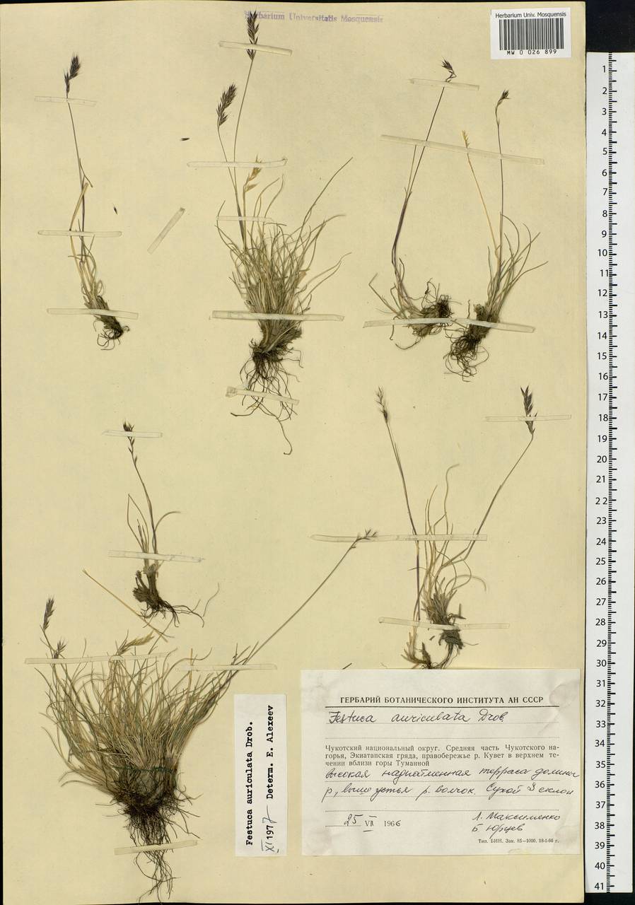 Festuca auriculata Drobow, Siberia, Chukotka & Kamchatka (S7) (Russia)