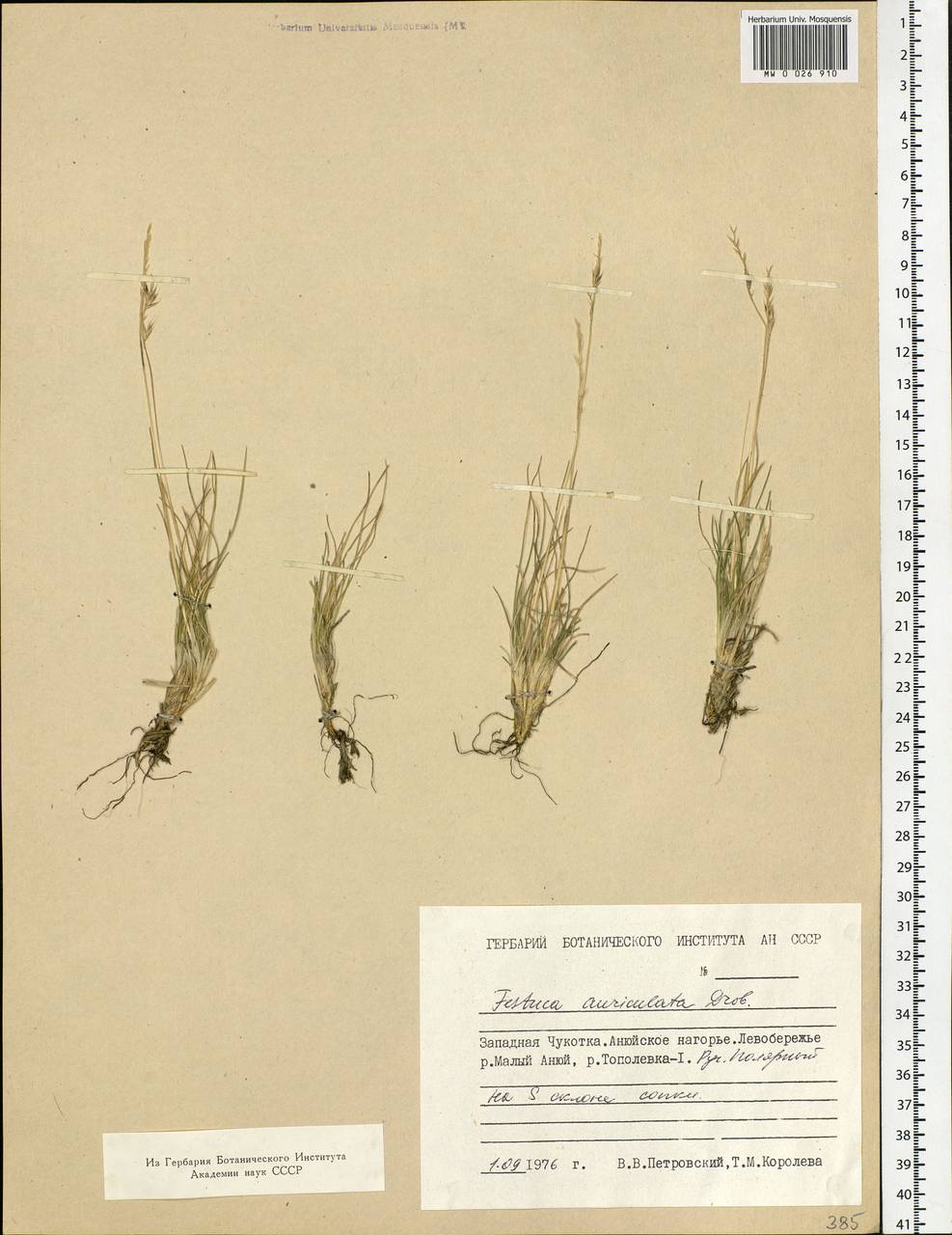 Festuca auriculata Drobow, Siberia, Chukotka & Kamchatka (S7) (Russia)