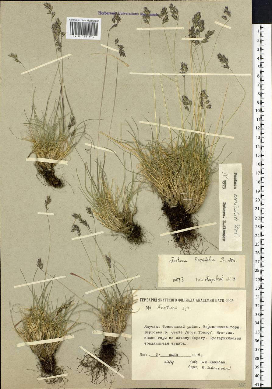Festuca auriculata Drobow, Siberia, Yakutia (S5) (Russia)