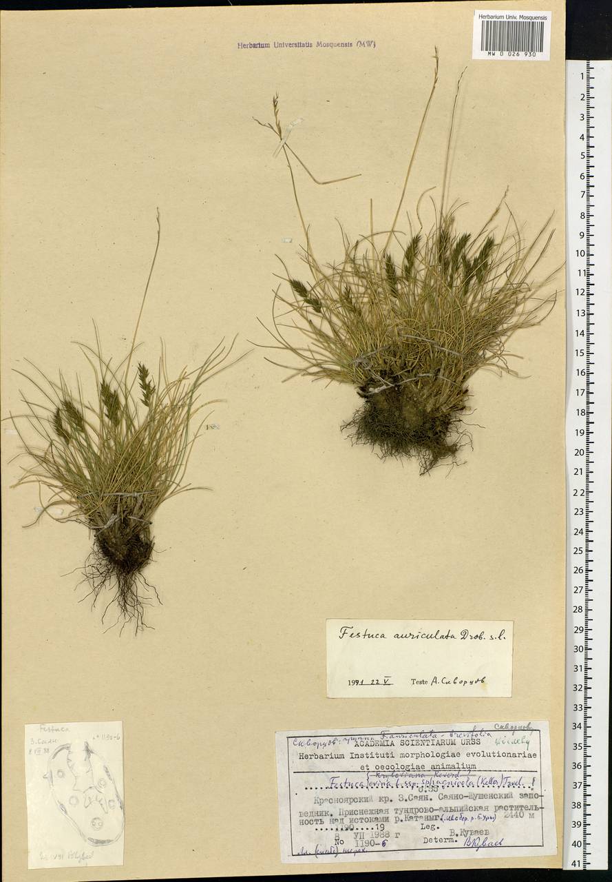 Festuca auriculata Drobow, Siberia, Altai & Sayany Mountains (S2) (Russia)