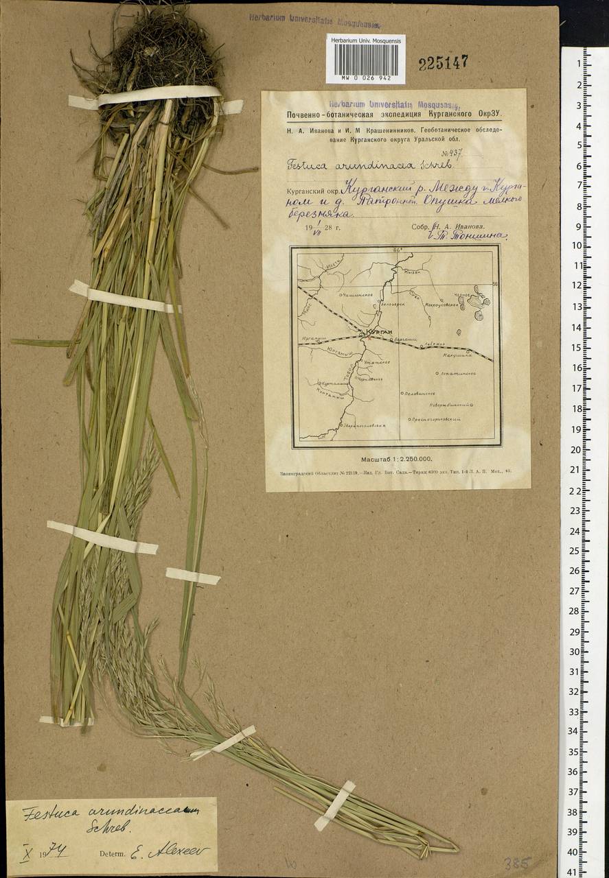 Festuca arundinacea Schreb. , nom. cons., Siberia, Western Siberia (S1) (Russia)